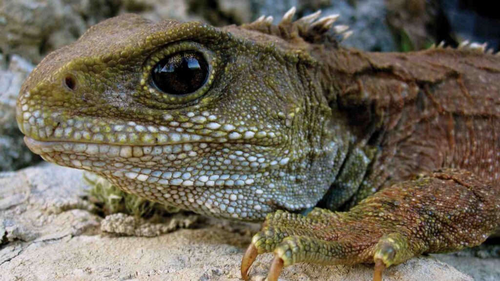 Close encounters with tuatara