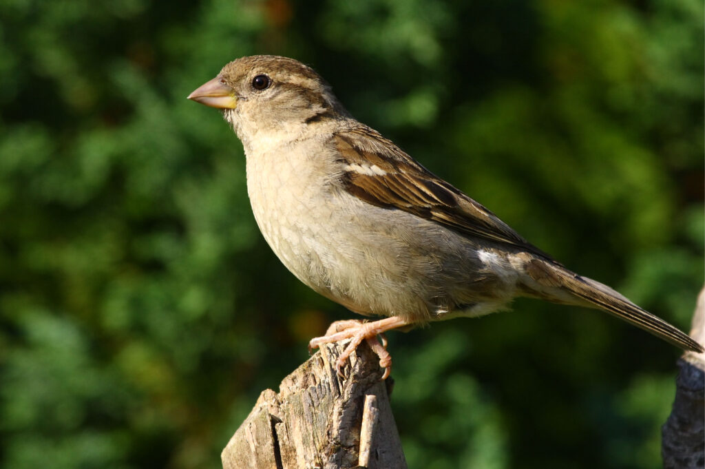 FileFemale House Sparrow K