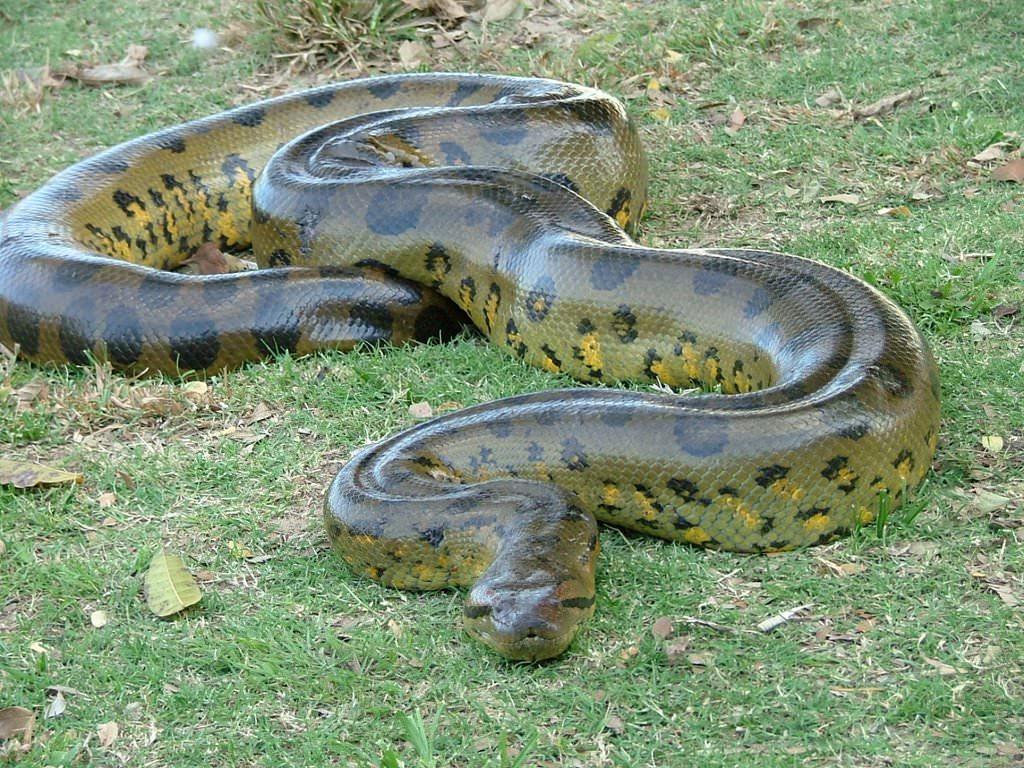 The Great Anaconda Snake Wallpapers pics Wallpaper photos pictures