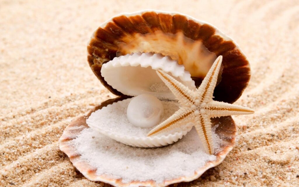 Seashells starfish pearl sand beaches shell clam free
