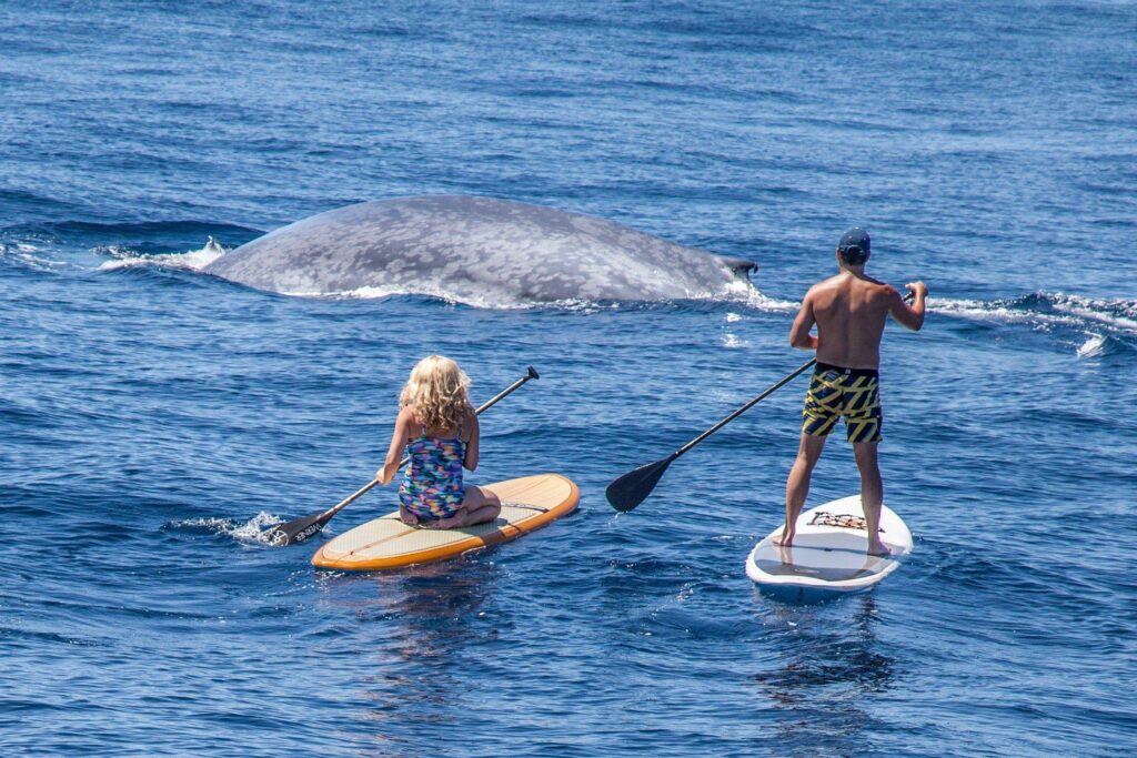 Sea blue whale paddle and paddle board 2K wallpapers and backgrounds