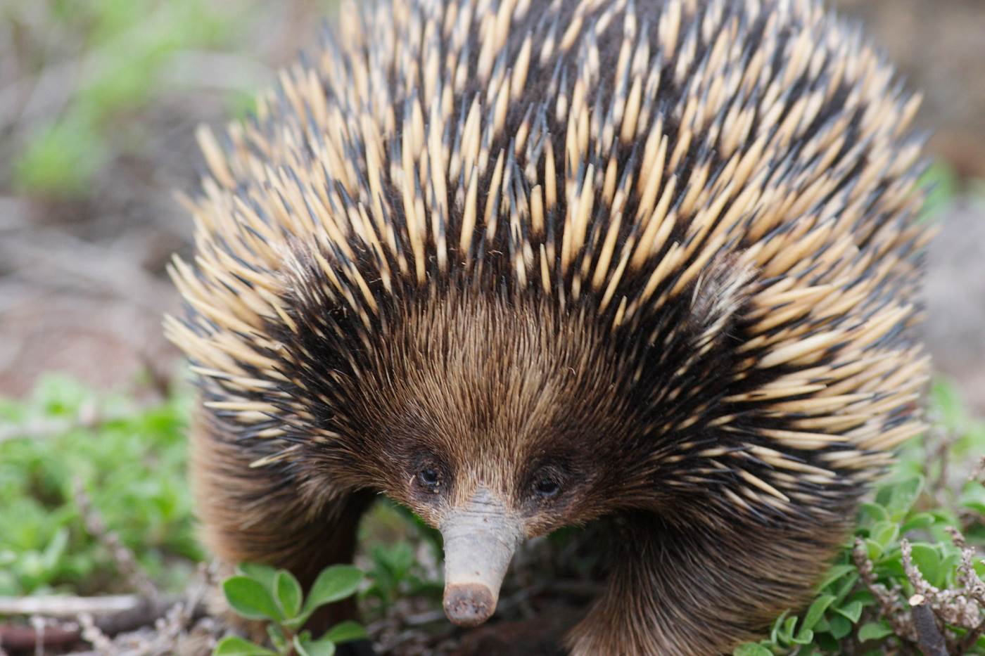 Echidna Facts And Animal Photos, Wallpaper