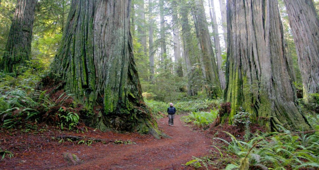 Nature Redwood National Park px – Quality 2K Wallpapers