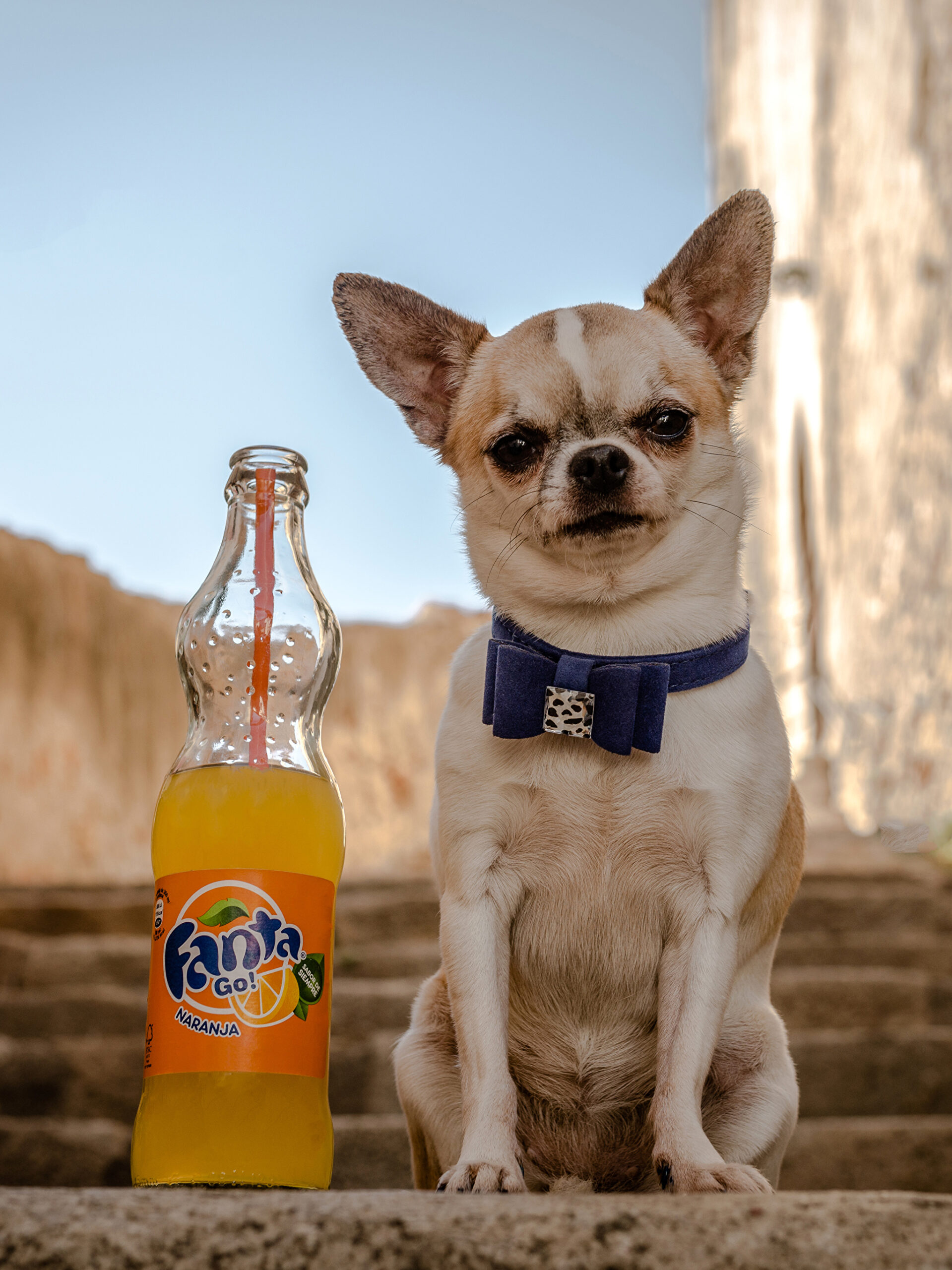 Wallpapers Chihuahua Dogs Fanta stairway Bottle Glance