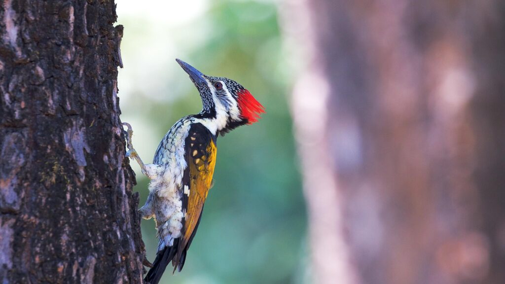 Bird Woodpecker on Tree Nature 2K Wallpapers