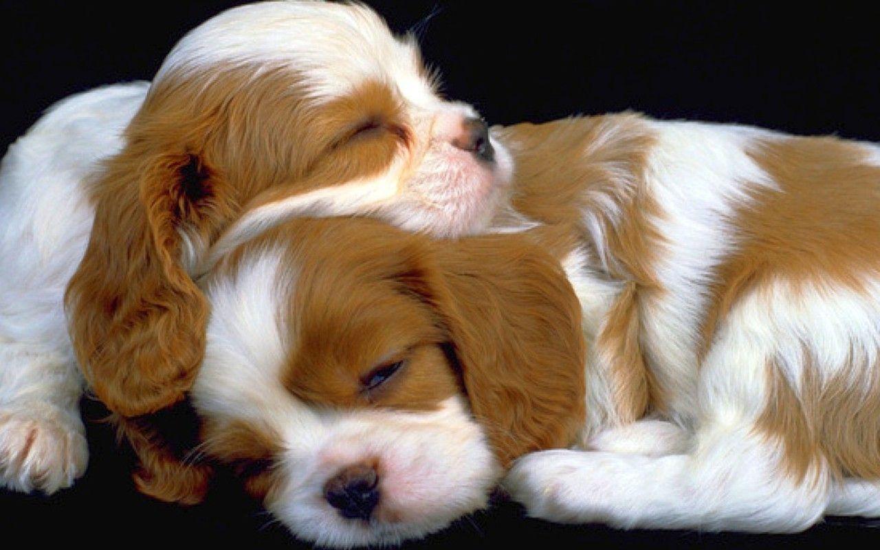 Hd Puppies Wallpapers