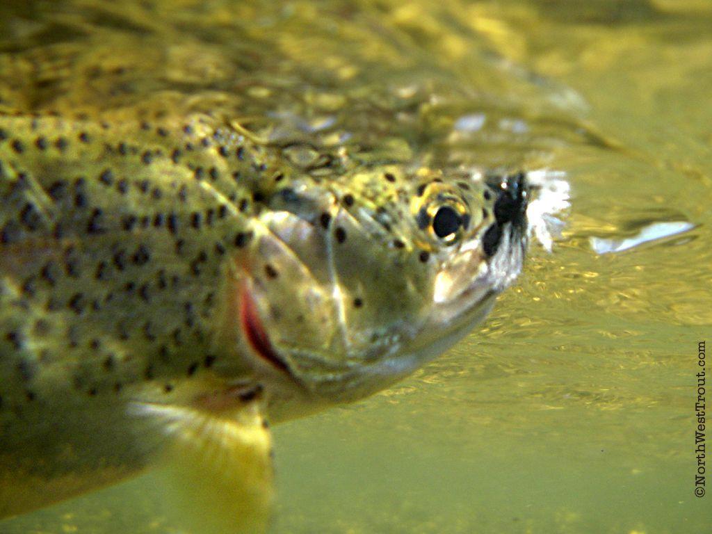 Rainbow Trout Pictures Free