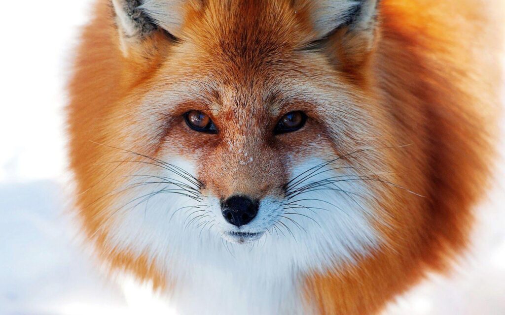 Close up photo of a red fox