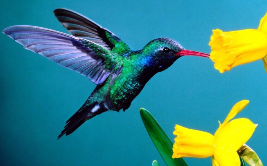 Hummingbirds 2K Wallpapers