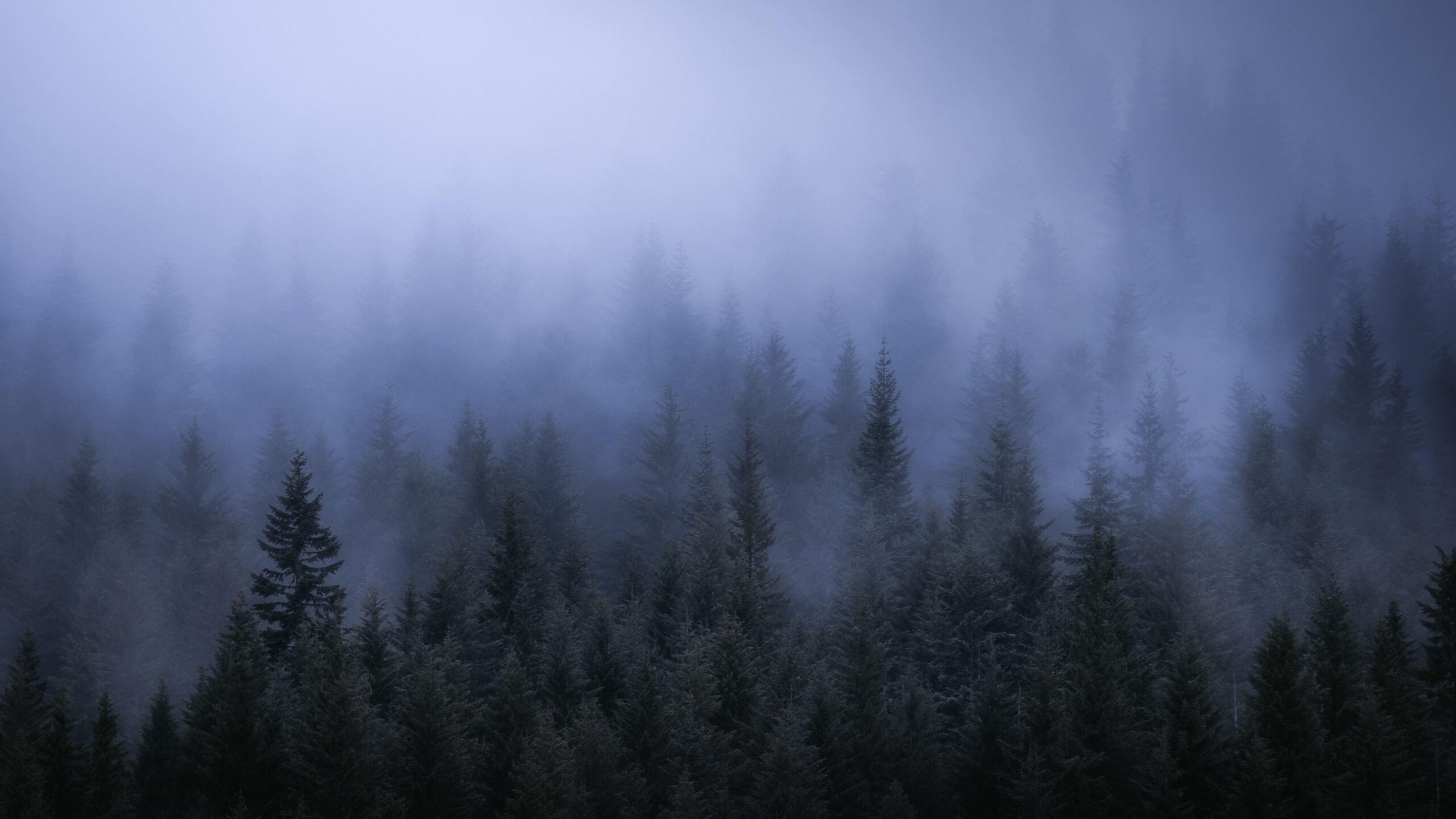 Wallpapers k Fog Dark Forest Tress Landscape k k