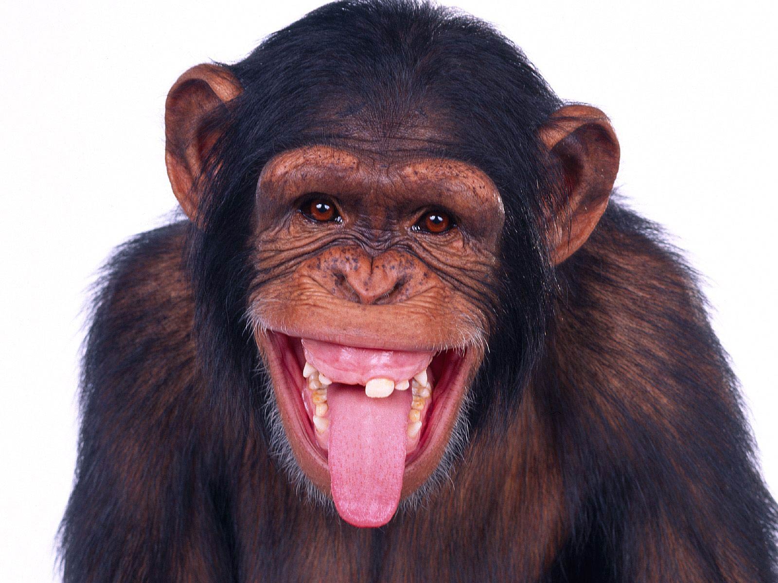 Chimpanzee Wallpapers and backgrounds