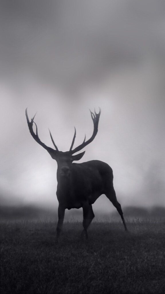 Free download deer wallpapers iphone and plus jetblack for