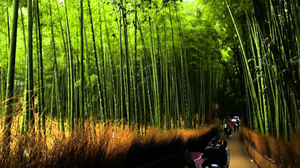 Bamboo Grove Wallpapers