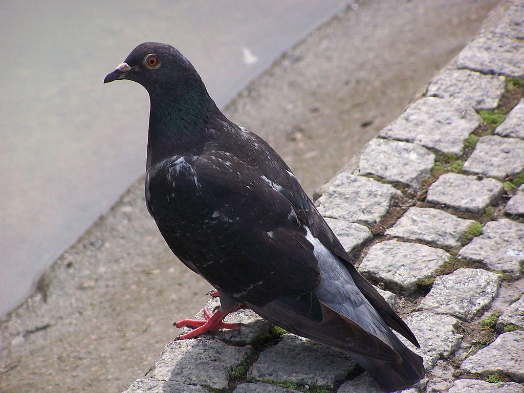 Black Imperial Pigeon The Black Imperial Pigeon, also known