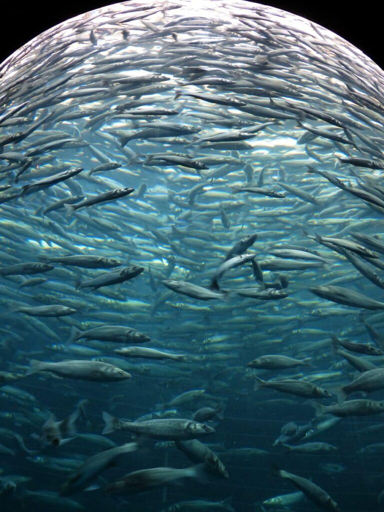 HD wallpaper sardines, fish, swarm, glass cylinder