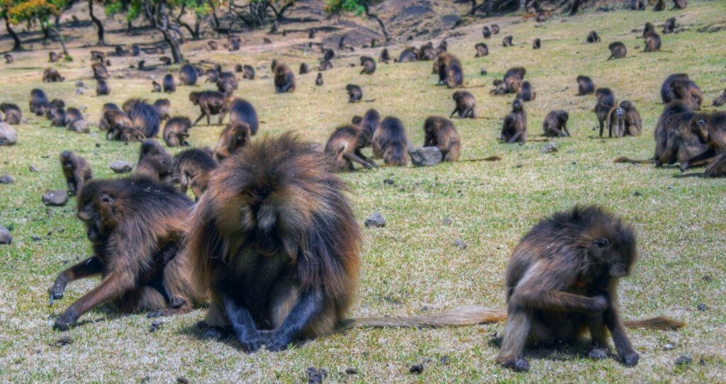Ethiopia monkeys