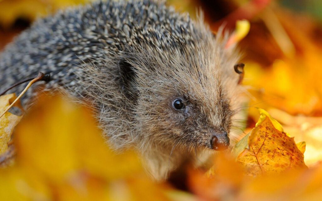 K Hedgehogs Wallpapers High Quality
