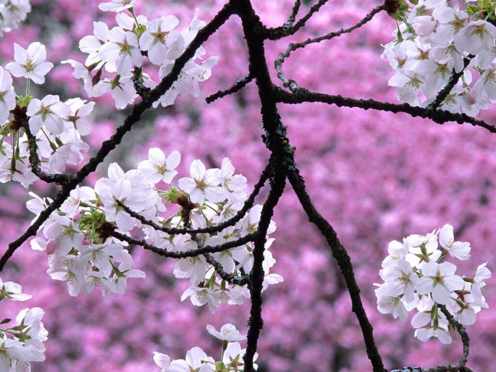 Sakura flower wallpapers 2K with blossom tree
