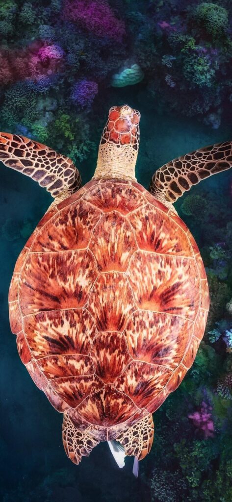 Turtle, underwater, coral reef iPhone XR wallpapers