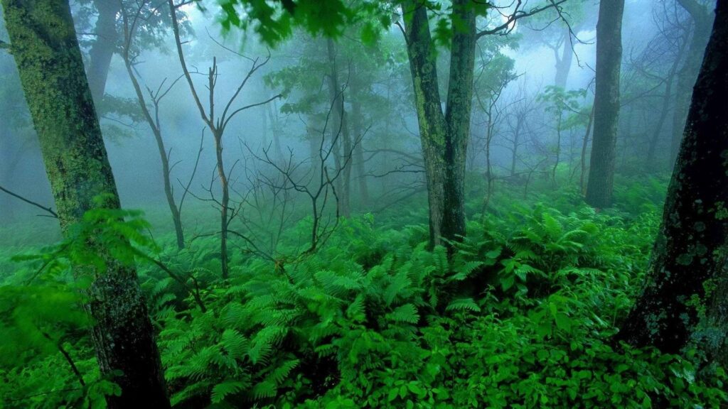 Trees Trees Green Landscapes Shenandoah Mist National Park