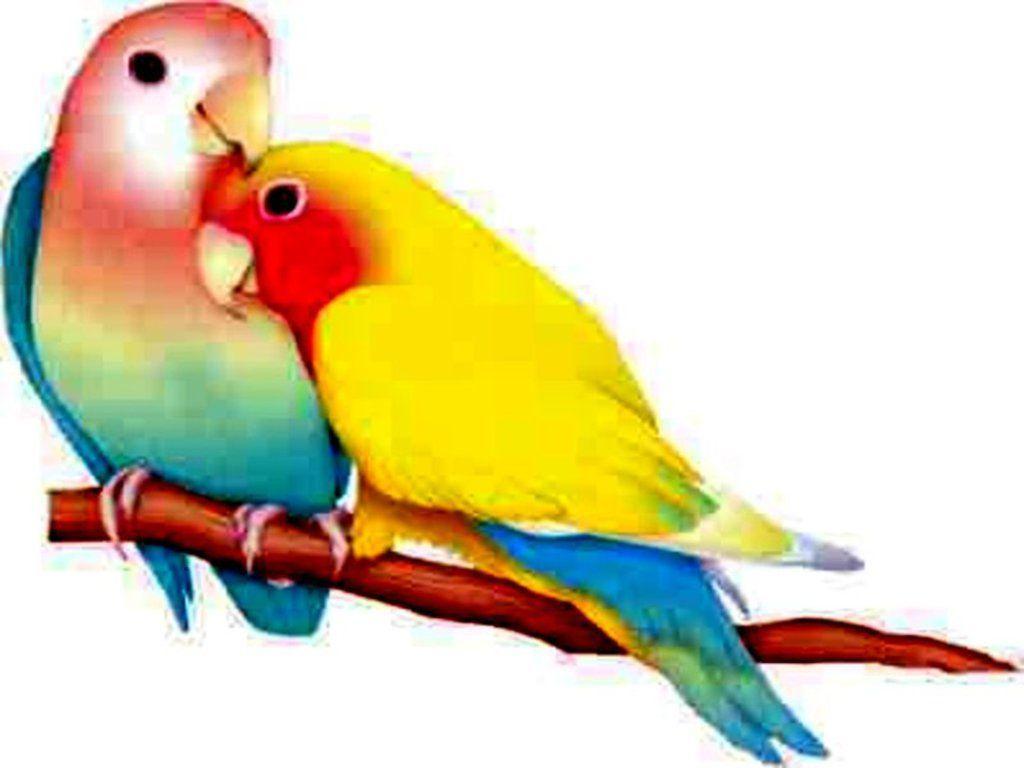 Spectacular love birds 2K wallpapers love birds