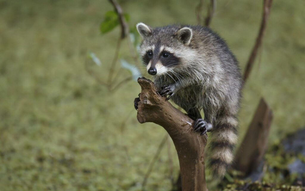 Raccoon Wallpapers and Backgrounds Wallpaper