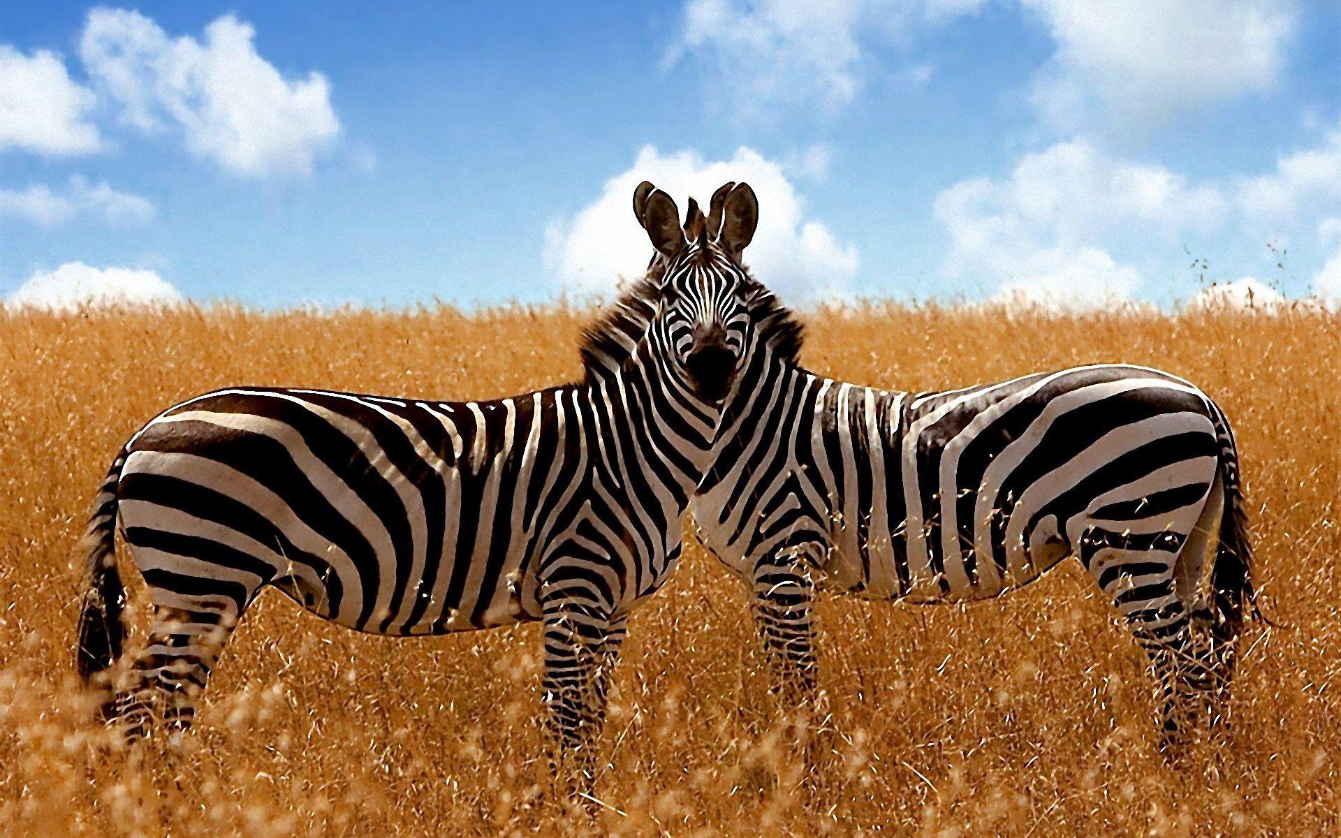 Savanna Zebra