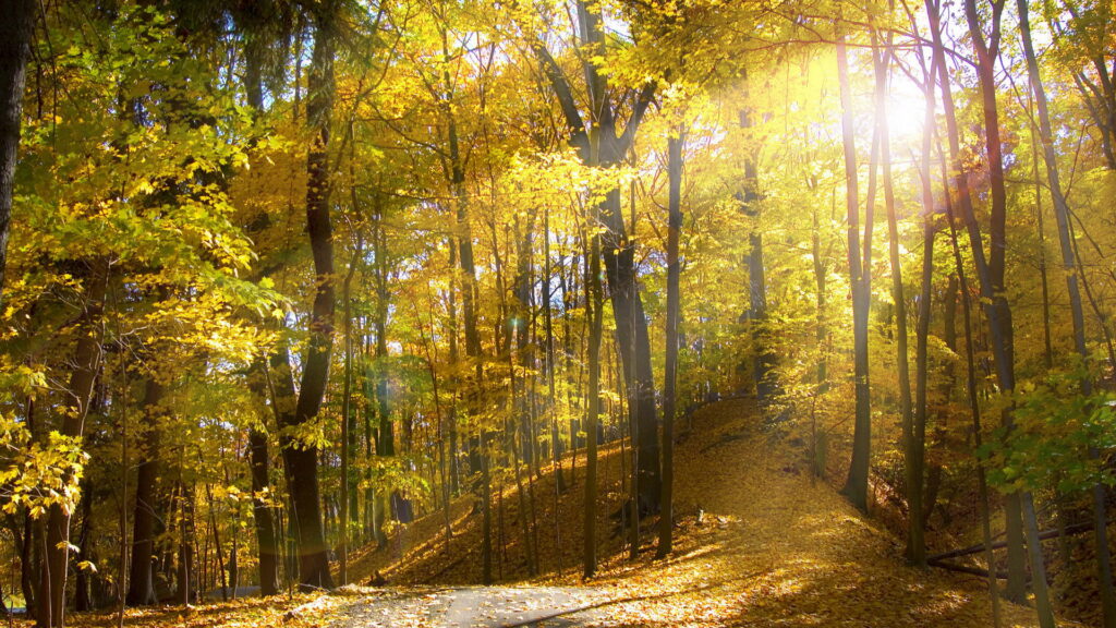 Ohio Forest widescreen wallpapers
