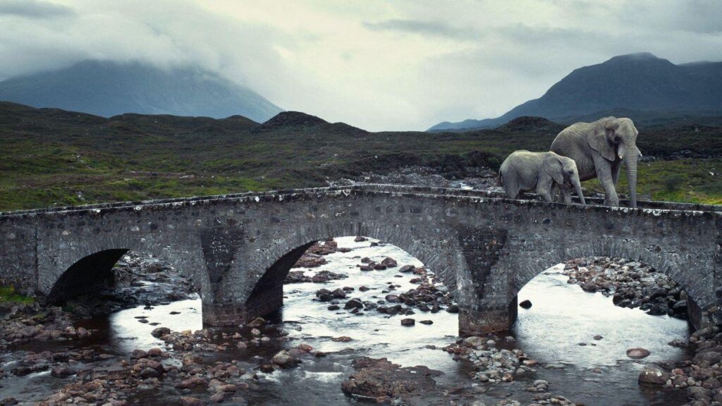 Animals bridges elephants rivers Isle of Skye baby elephant baby