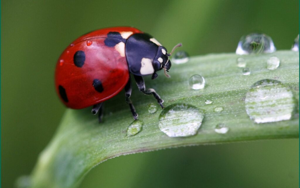 Cute Ladybird Android wallpapers for free