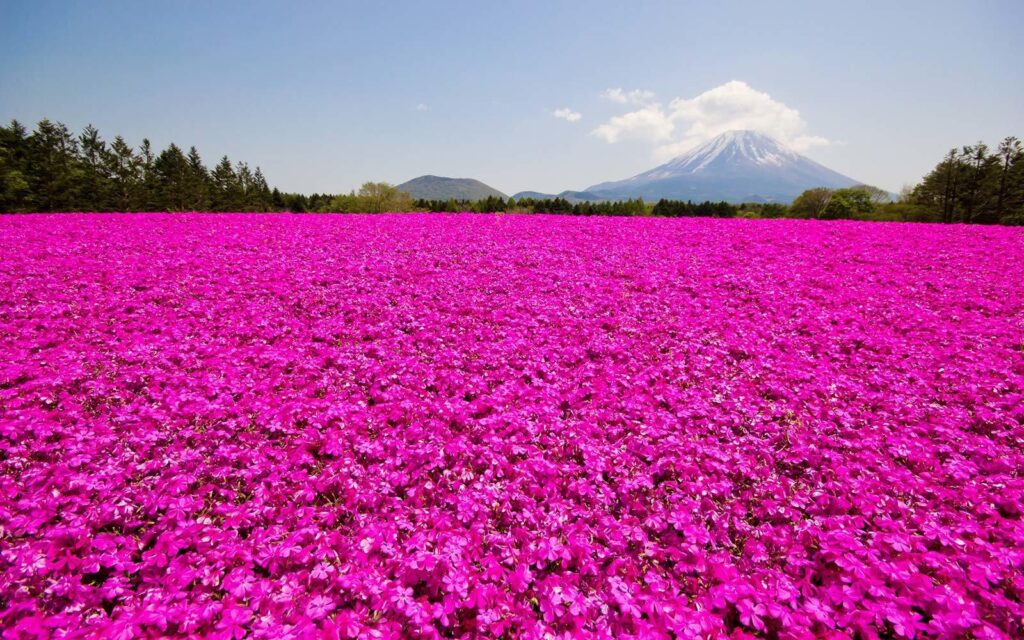 This Japanese Flower Festival Almost Doesn’t Look Real