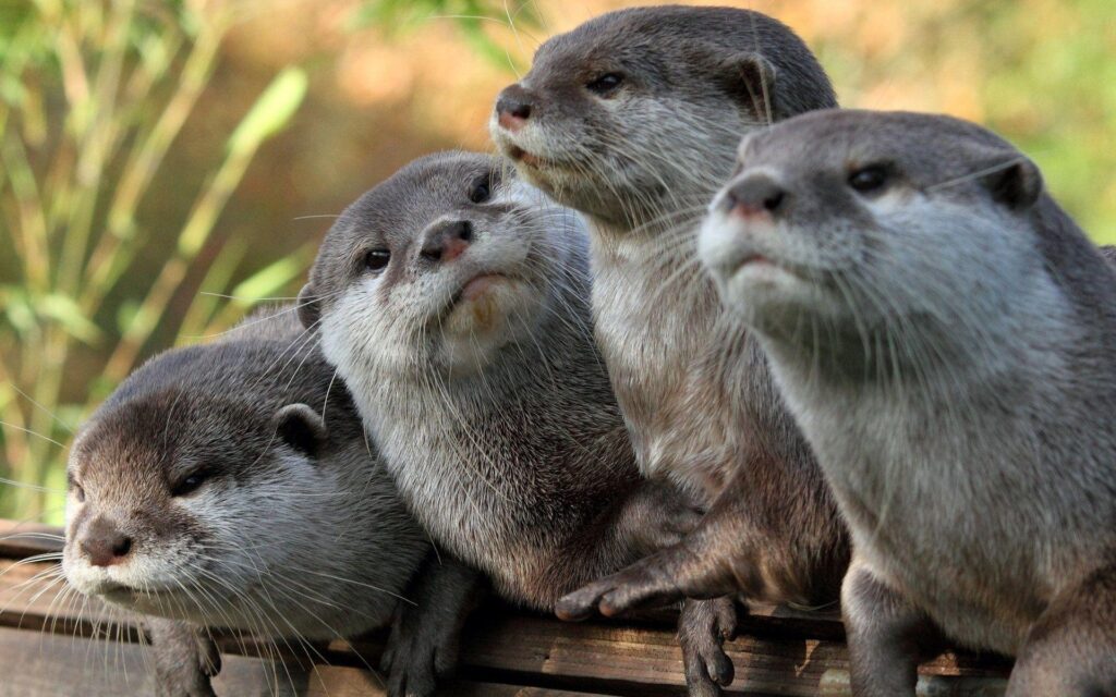 Otter Wallpapers 2K