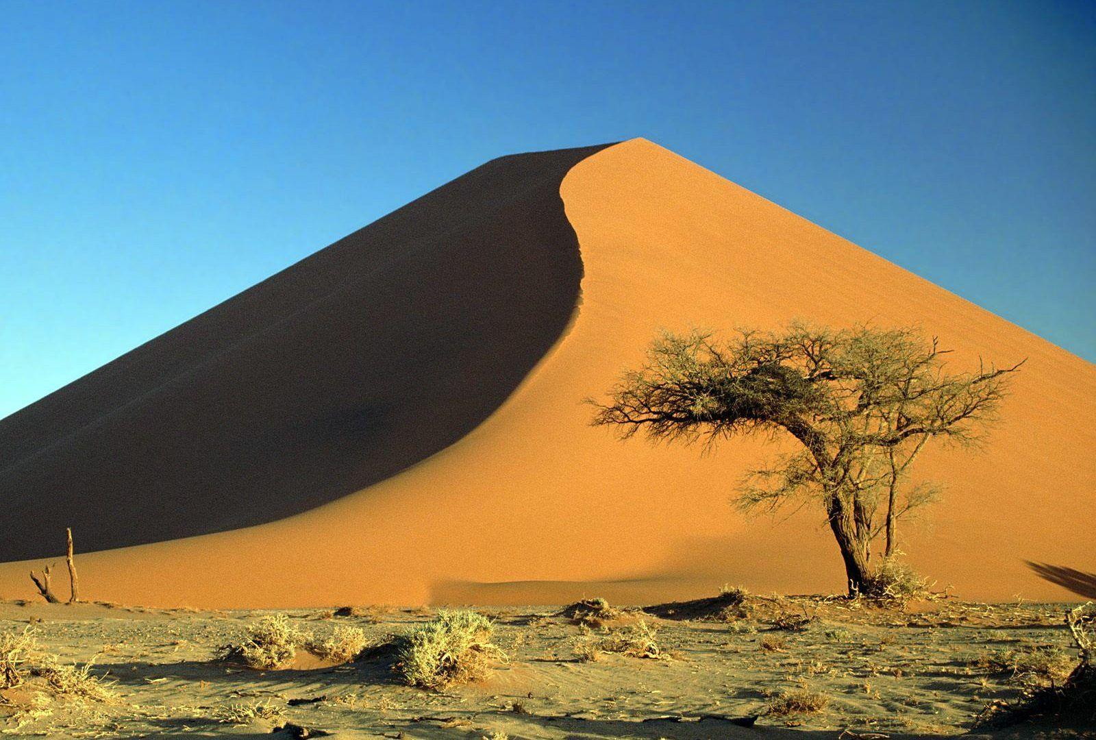 Deserts Desert Acacia Namib Africa Nature Dunes Sand Namibia Tree