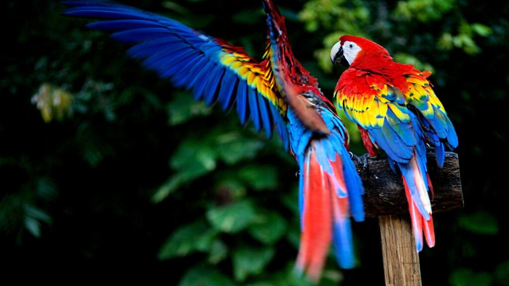 Scarlet Macaw 2K Wallpapers