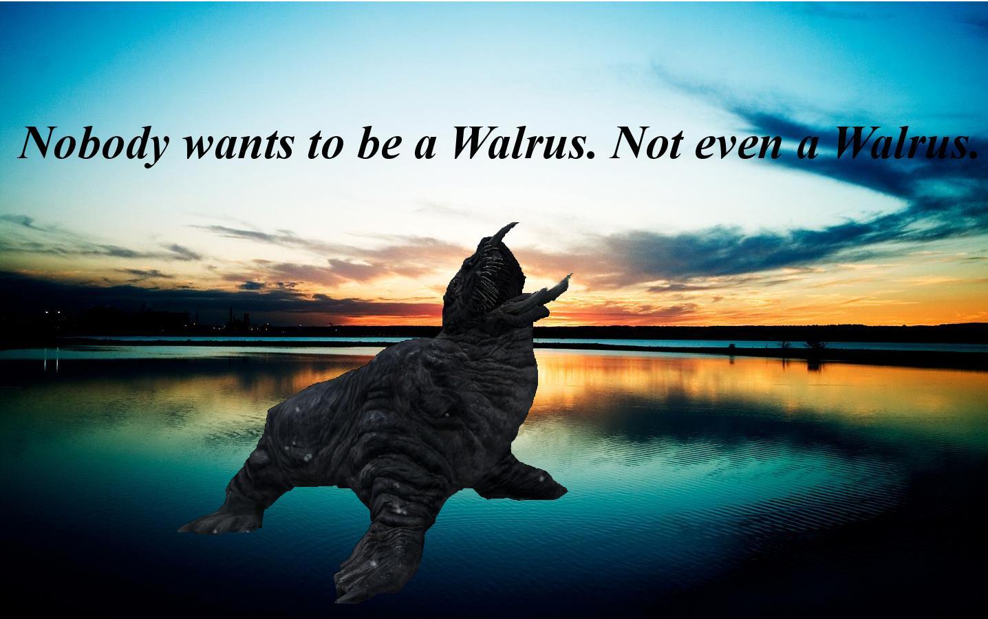 Walrus Wallpapers