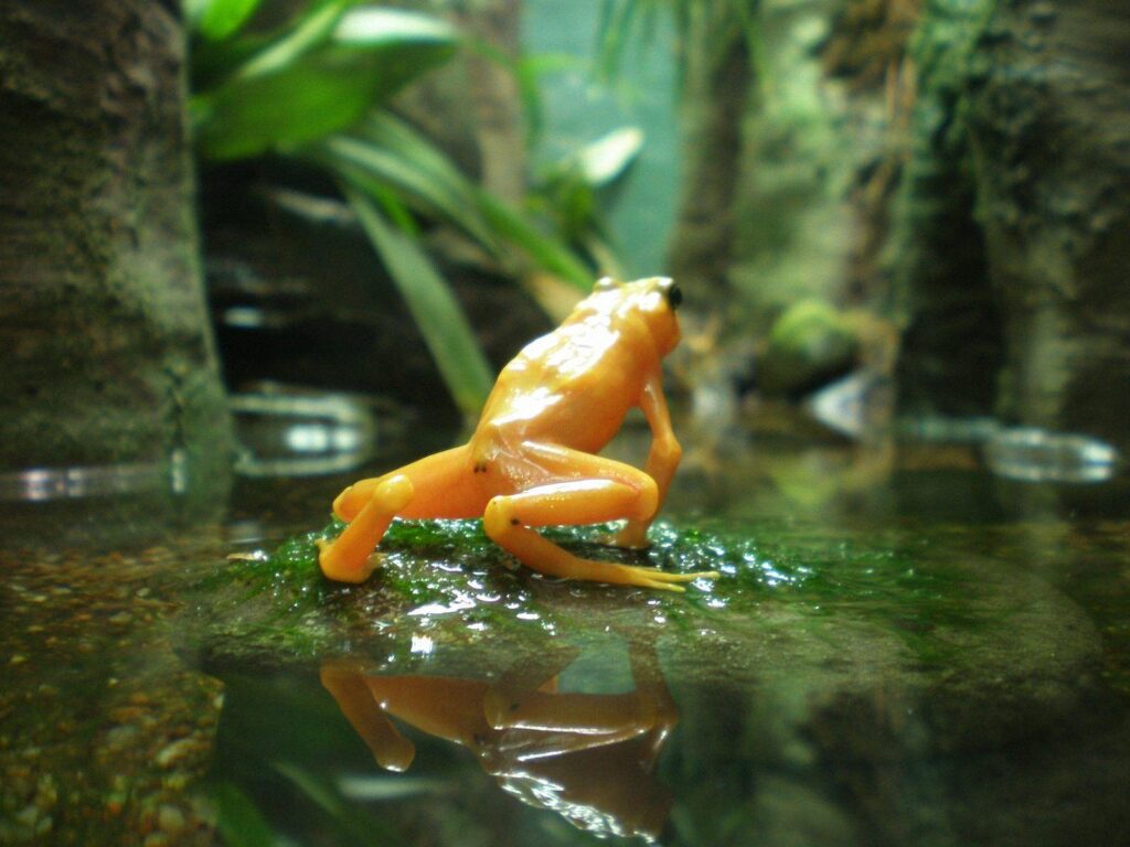 Free Frog Wallpapers