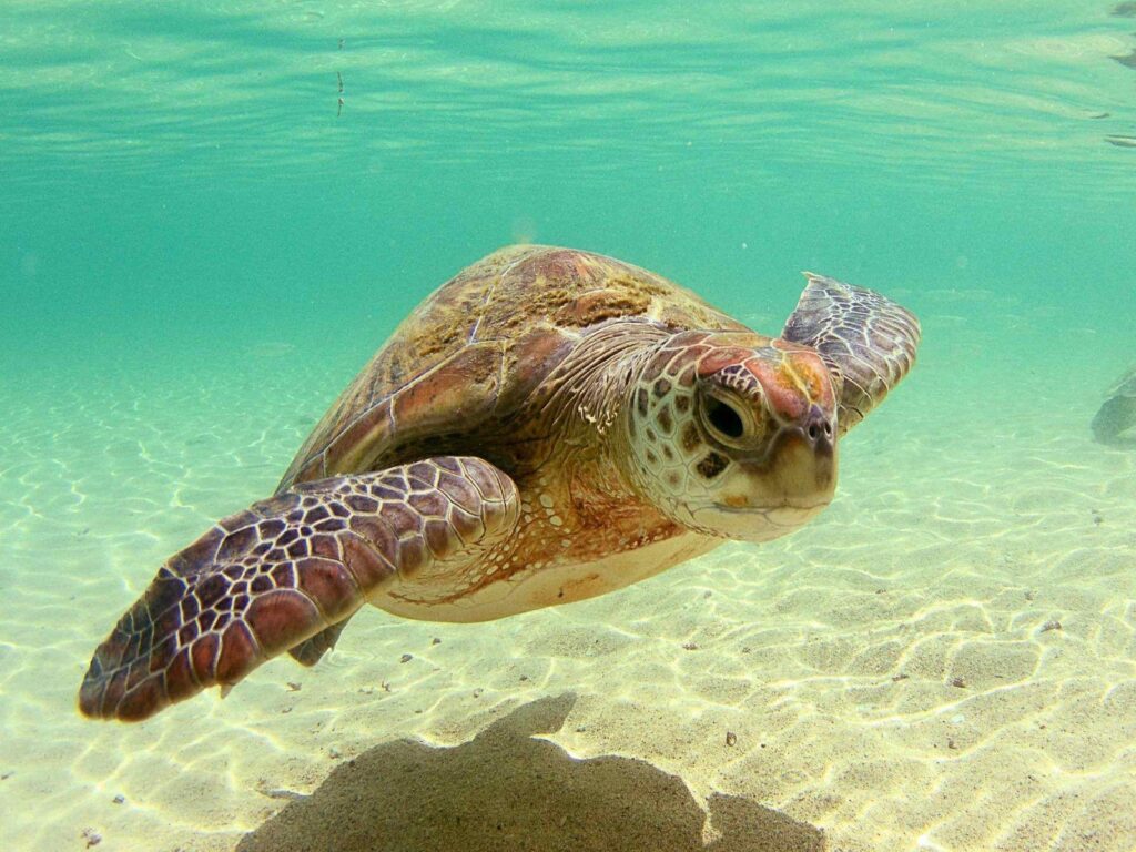 Download Sea Turtle Wallpapers  High Resolution