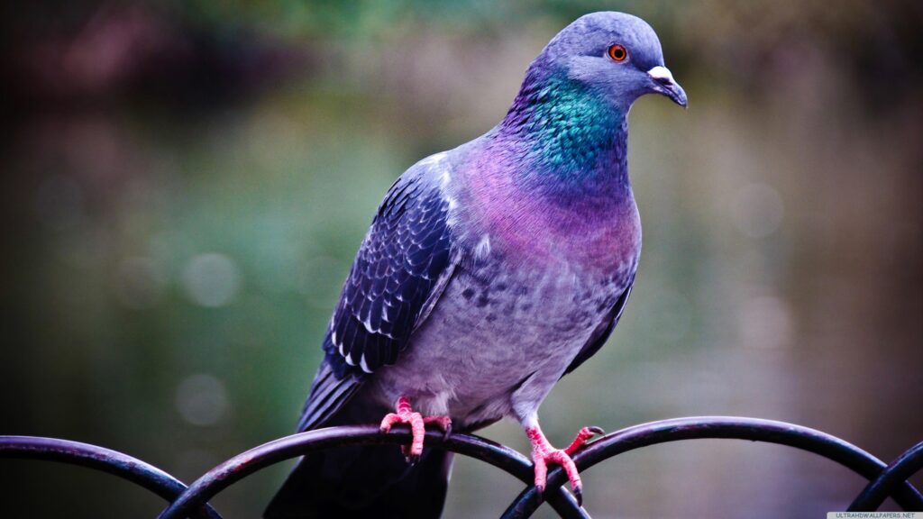 Purple, green, and pink pigeon, pigeons, birds 2K wallpapers