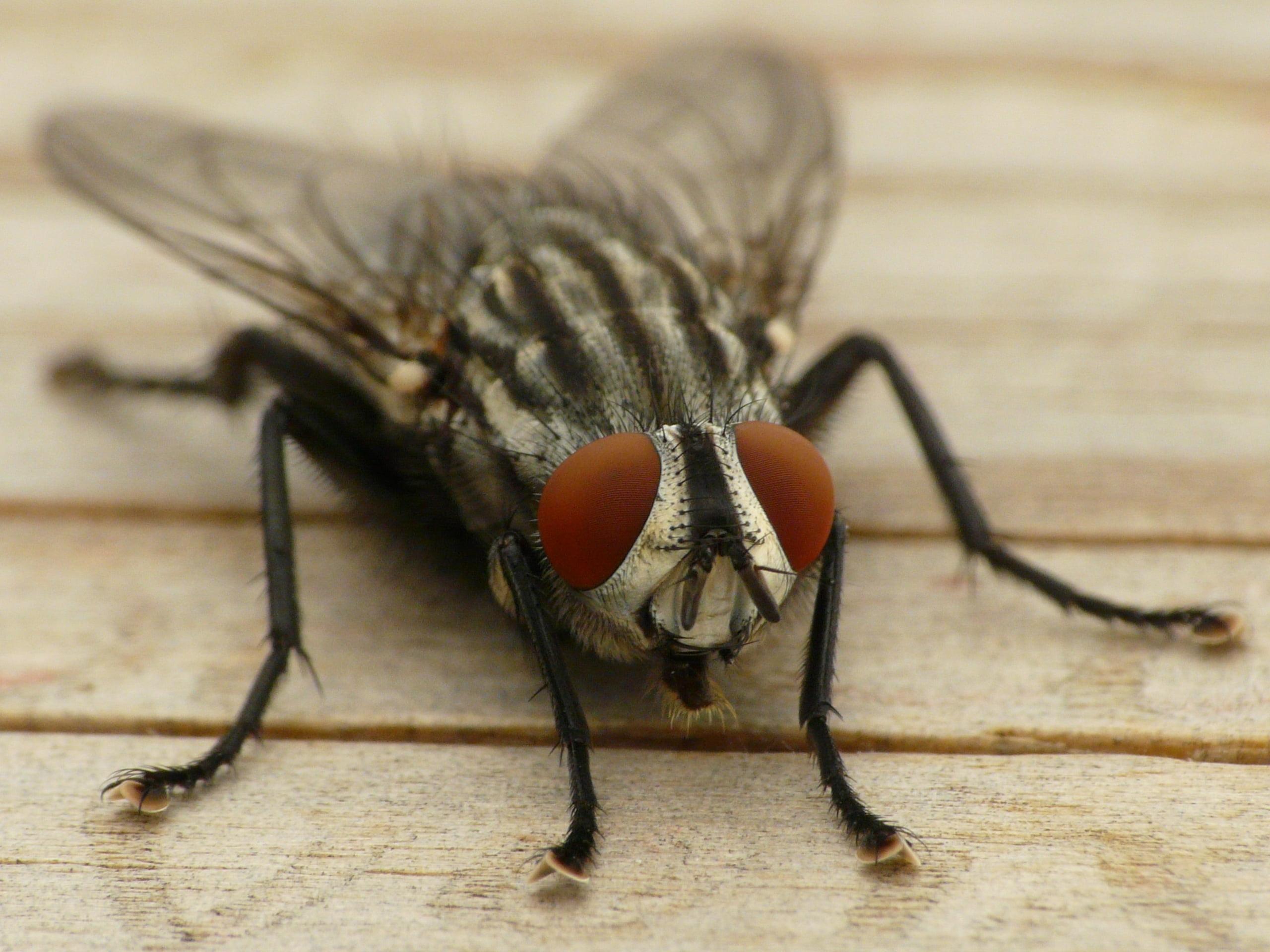 House fly on wood board panel close