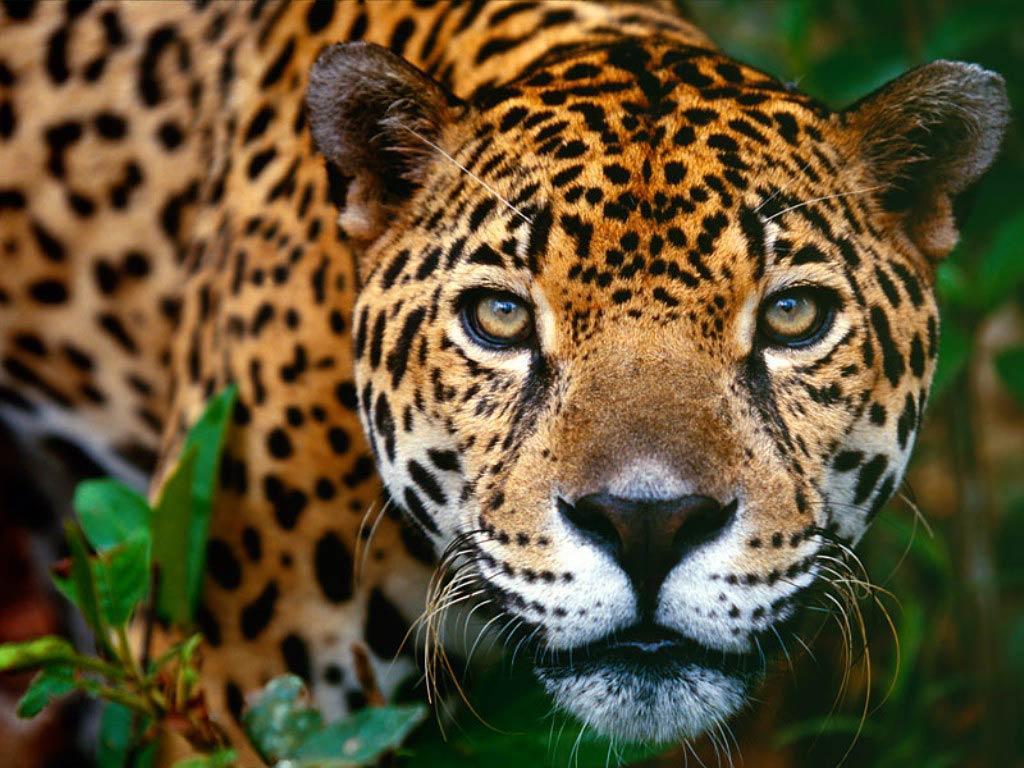 Wallpaper&Collection «Jaguar Wallpapers»