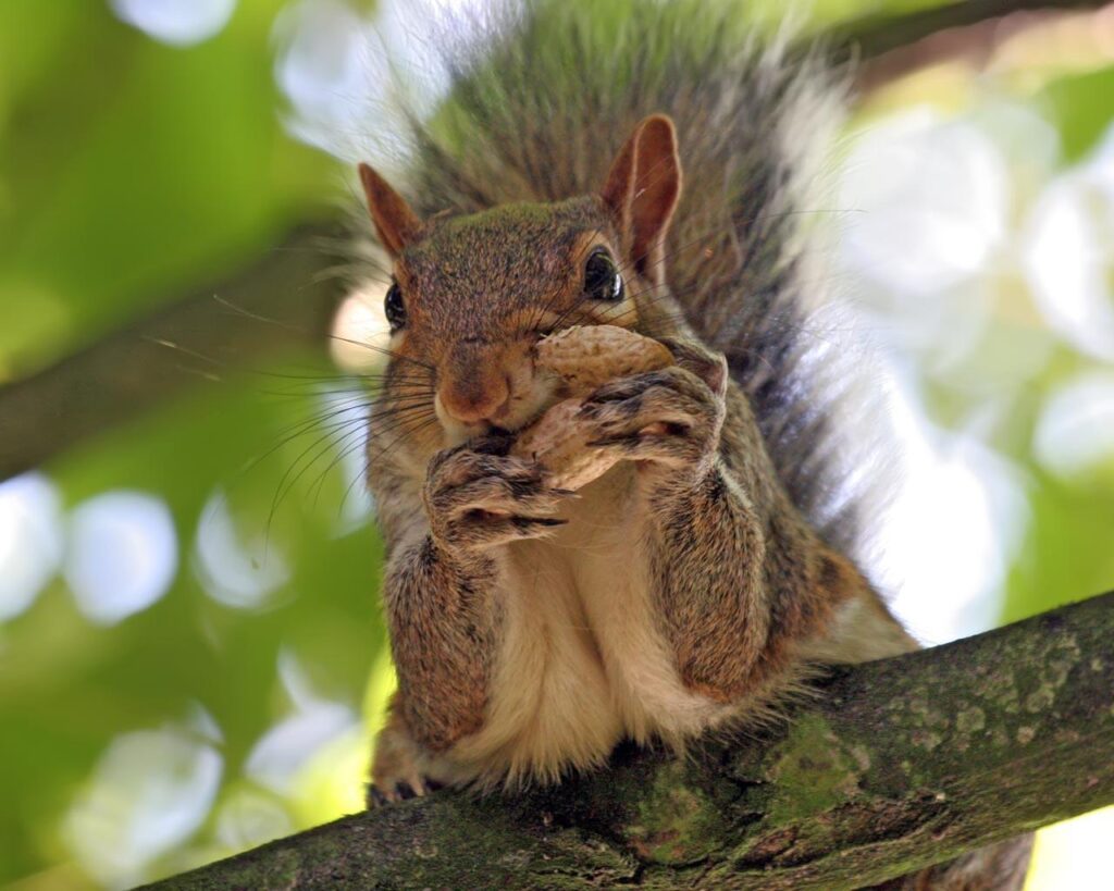 Squirrel Peanut wallpapers