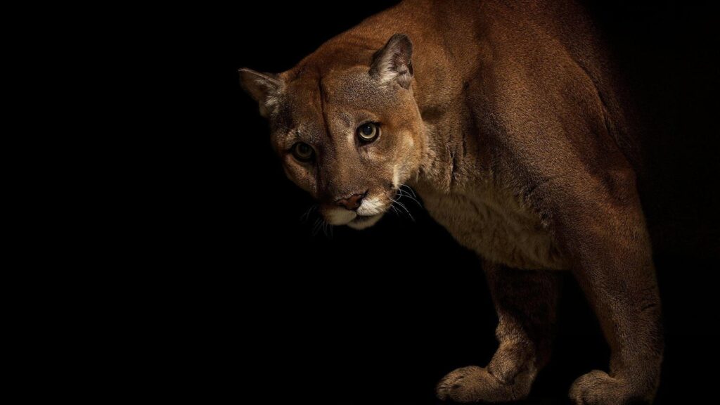 Big, Cats, Pumas, Animals, Cougar Wallpapers 2K | Desktop