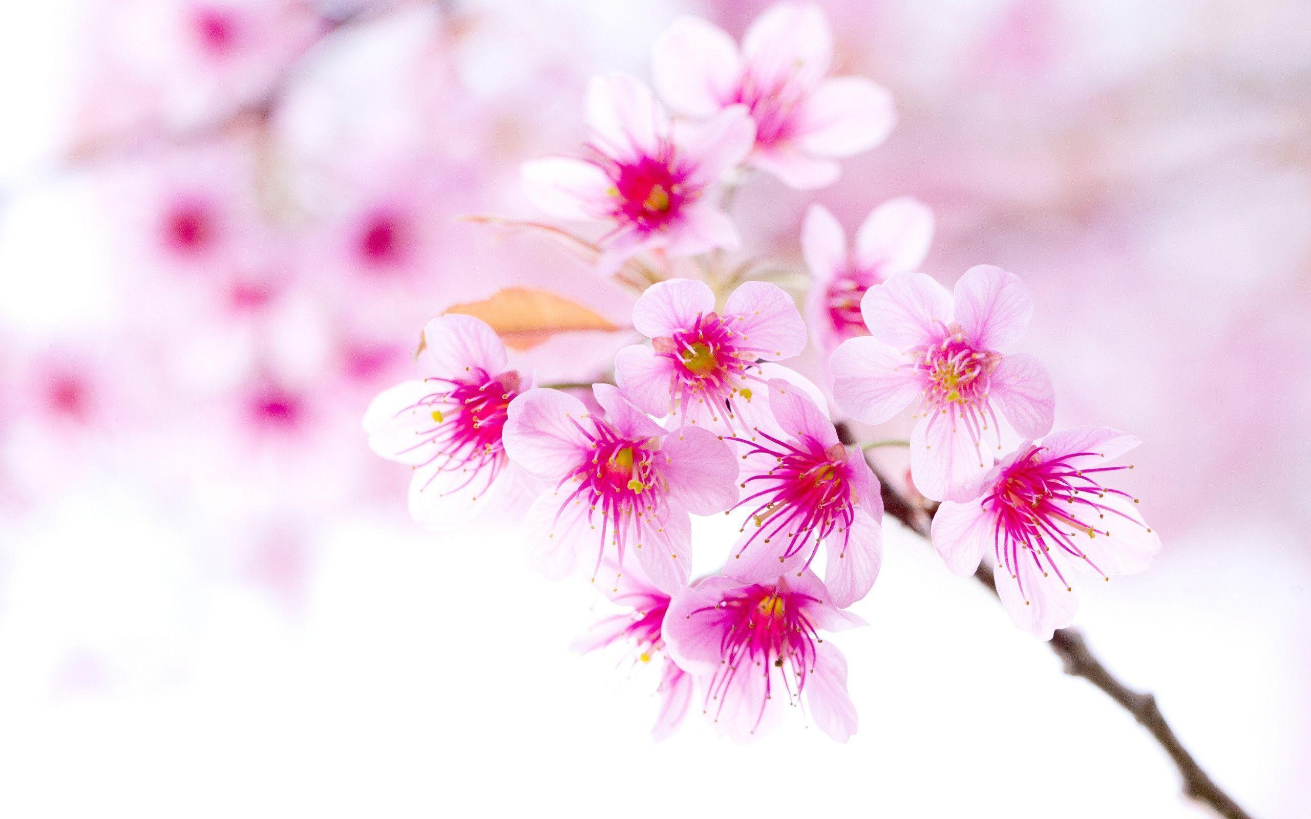 Cherry blossom pink sakura