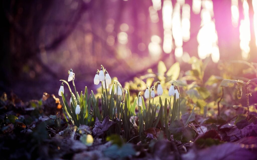 Spring Widescreen Wallpapers Group