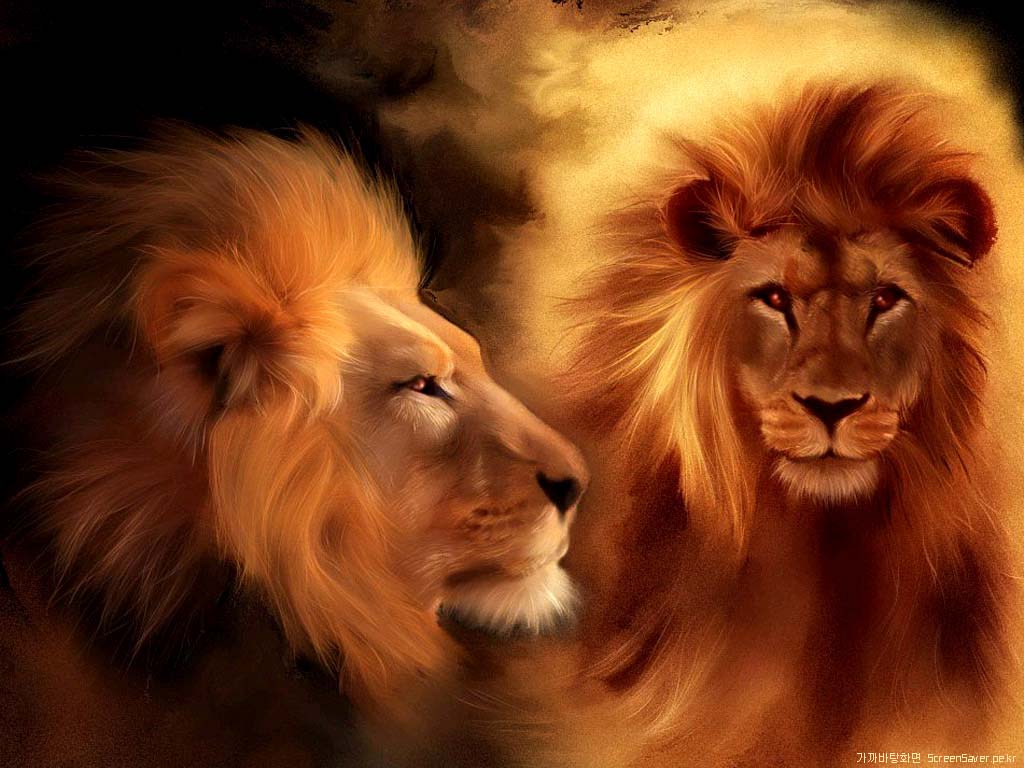 Animals For – Lion Wallpapers d