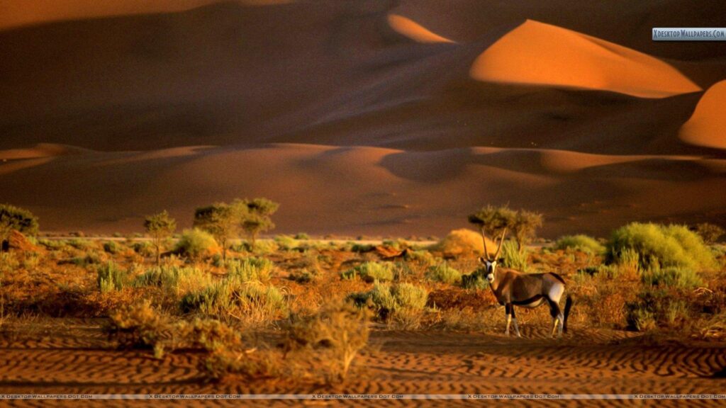 Oryx, Namibia, Africa Wallpapers