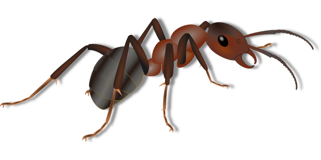 Ant clipart carpenter ant, Ant carpenter ant Transparent
