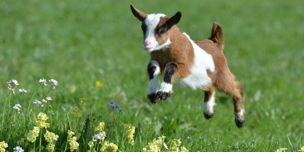 Baby goat wallpapers