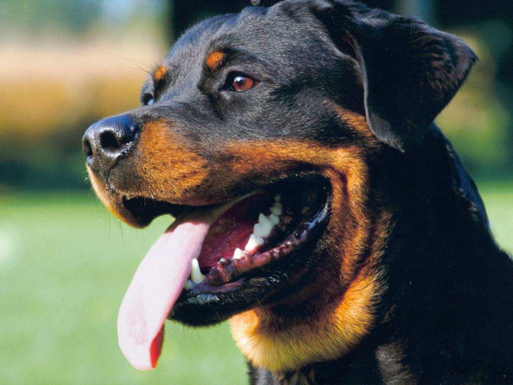 Free Happy Rottweiler Wallpapers Download The PX