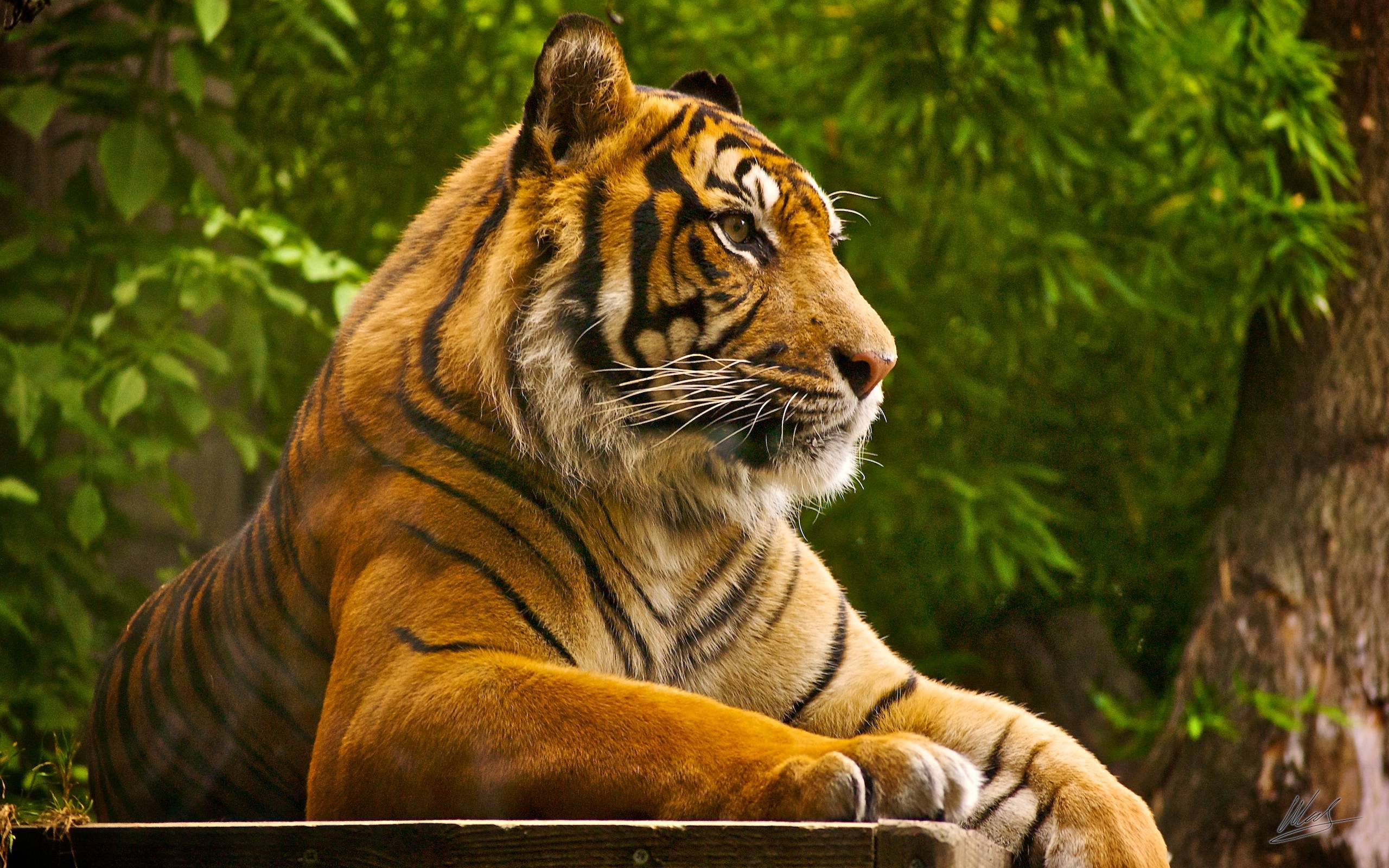 Tigers,Cheetahs,Leopards Wallpapers & 2K Desk 4K Backgrounds